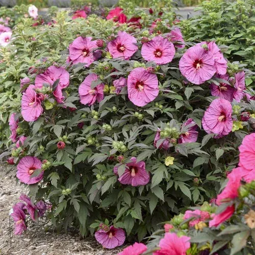 Summerific "Berry Awesome"