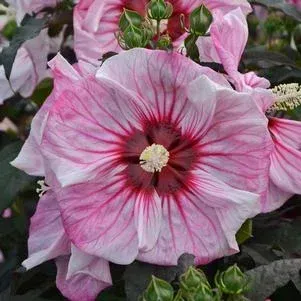 Summerific Evening Rose
