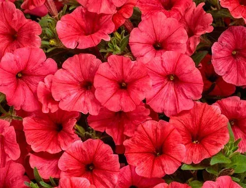 Summerific 'Valentine's Crush