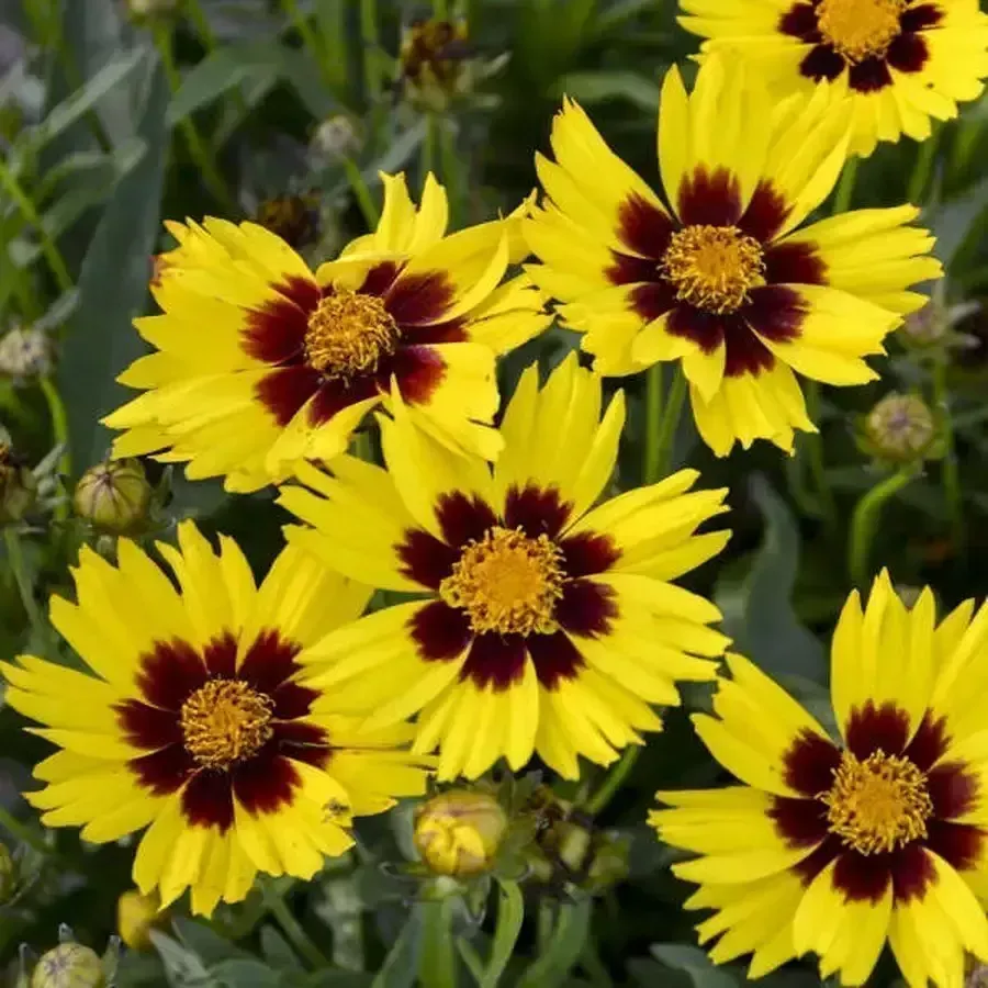 Sunbright Golden Coreopsis