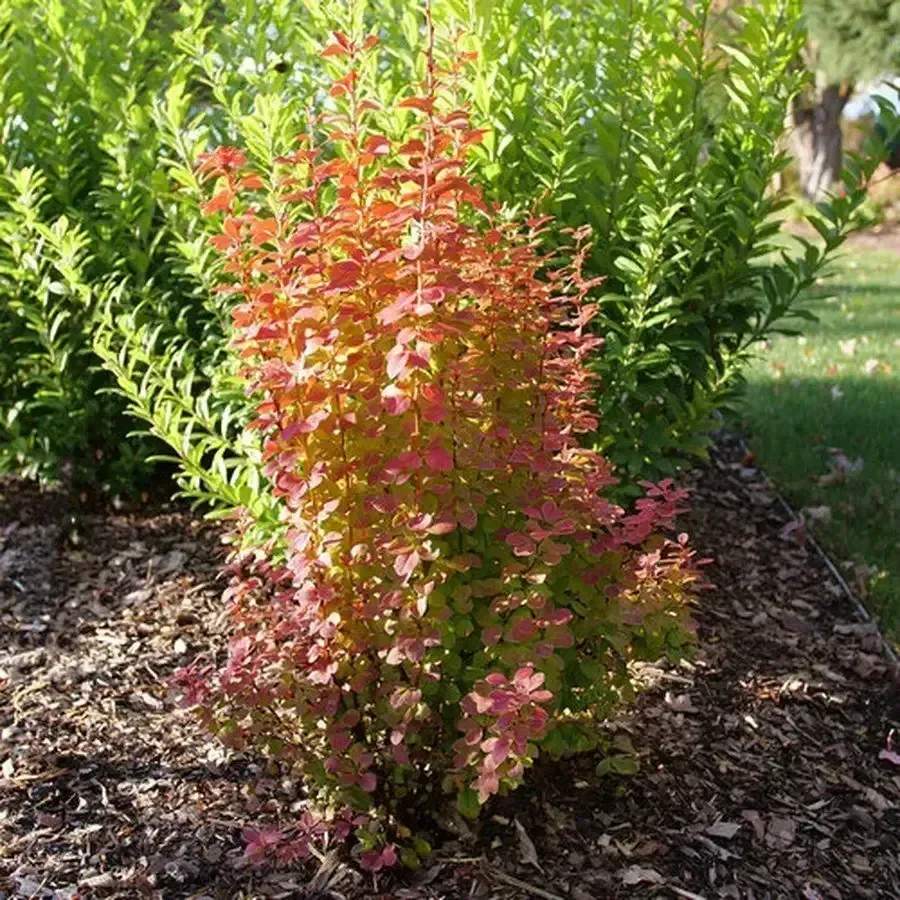 Sunjoy Orange Pillar