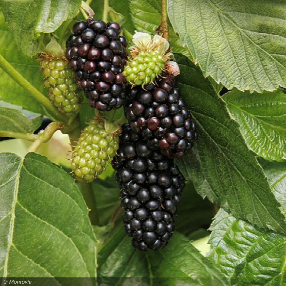 Superlicious Blackberry