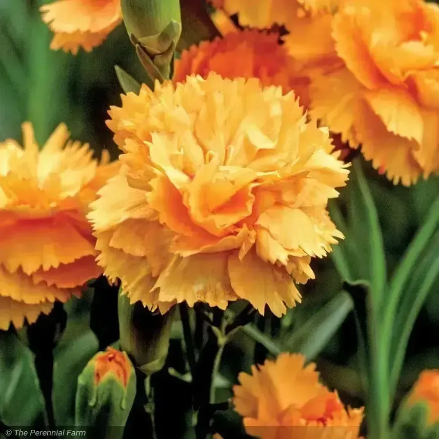 Supertrouper Orange