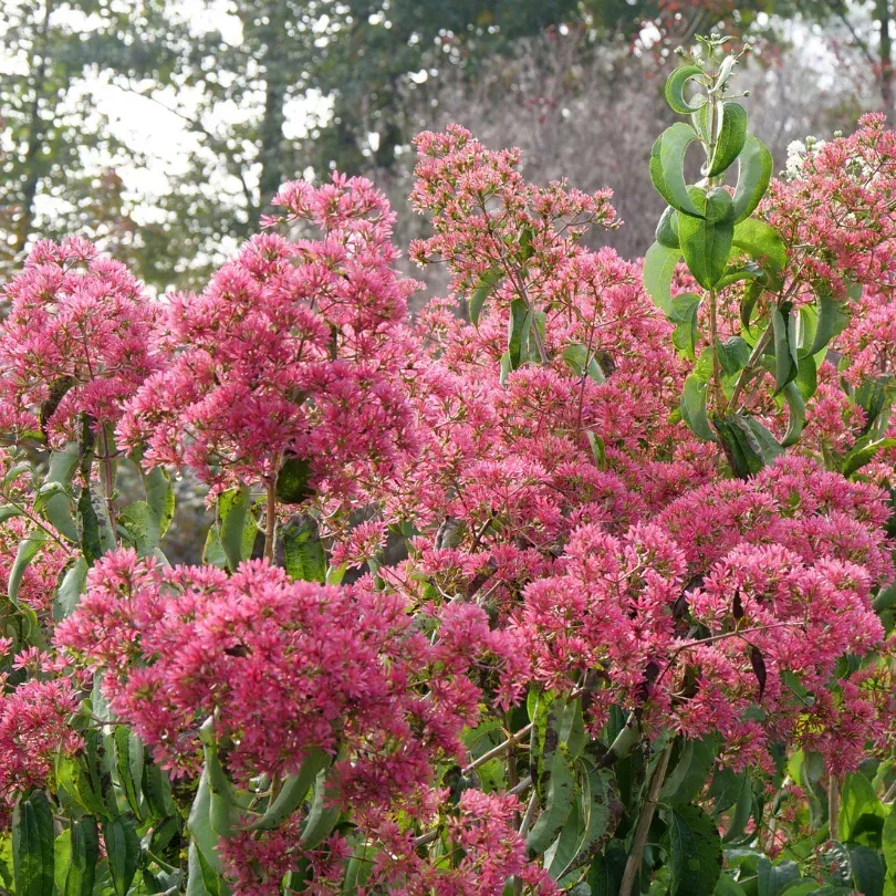 Temple of Bloom