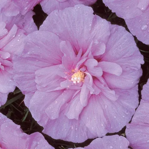 The Lavender Chiffon Rose of Sharon
