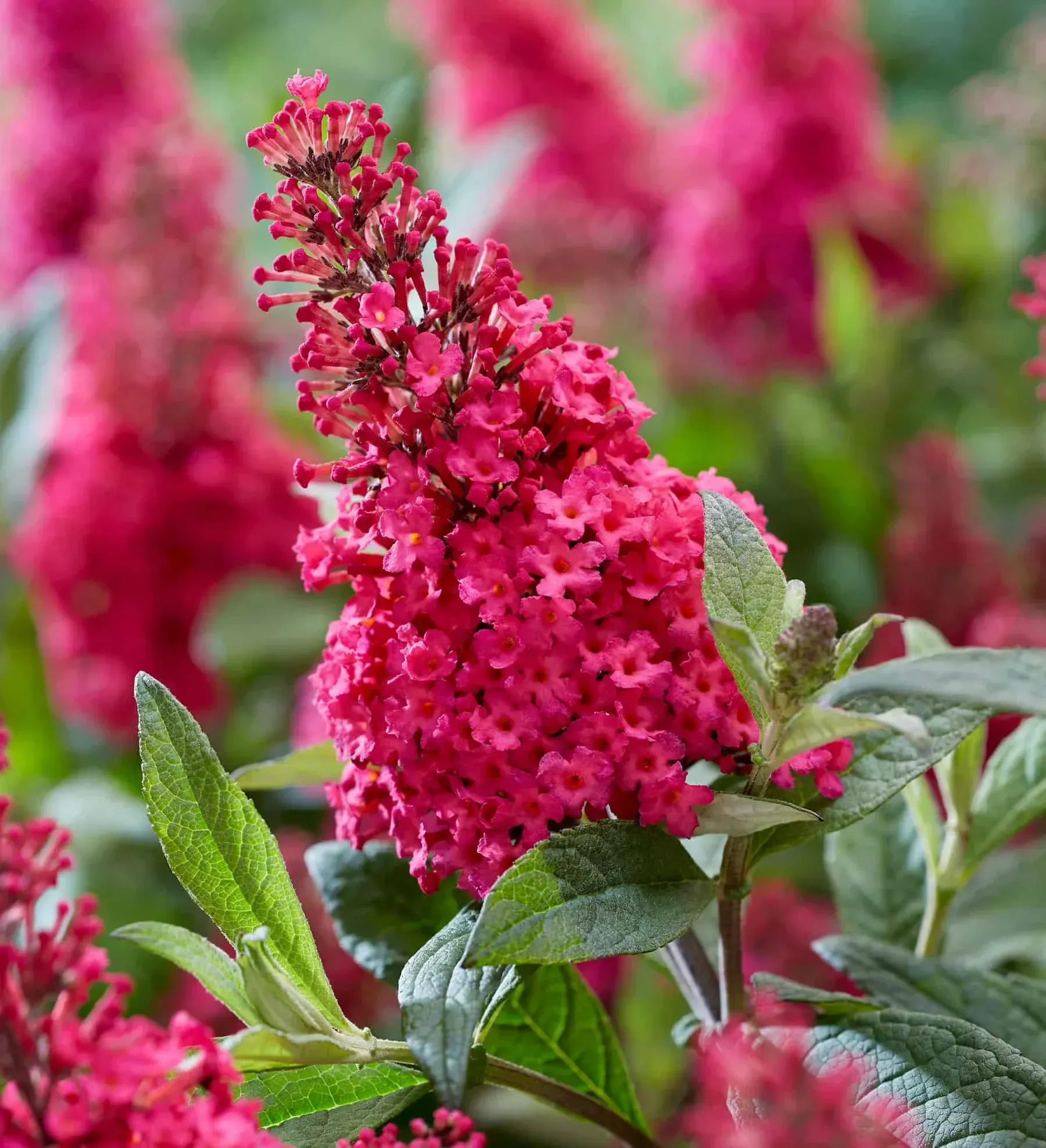 The Li'l Raspberry Butterfly Bush