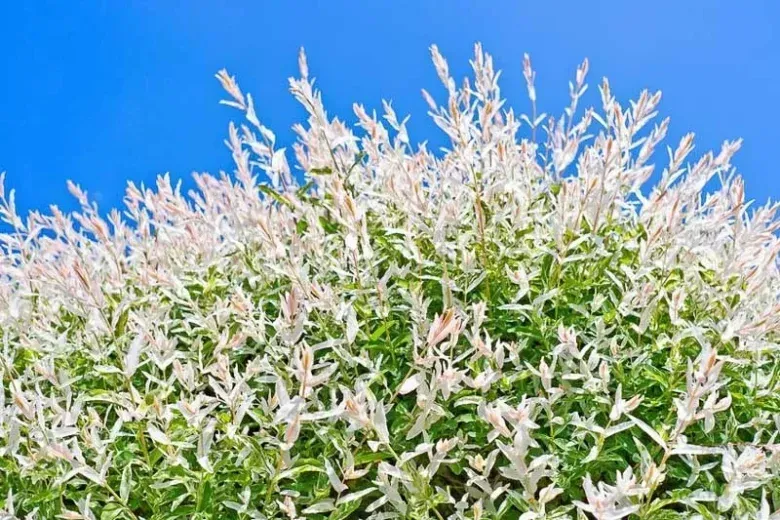 VAruegated Japanes Willow "Standard"