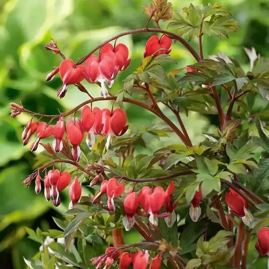 Valentine Bleeding Heart