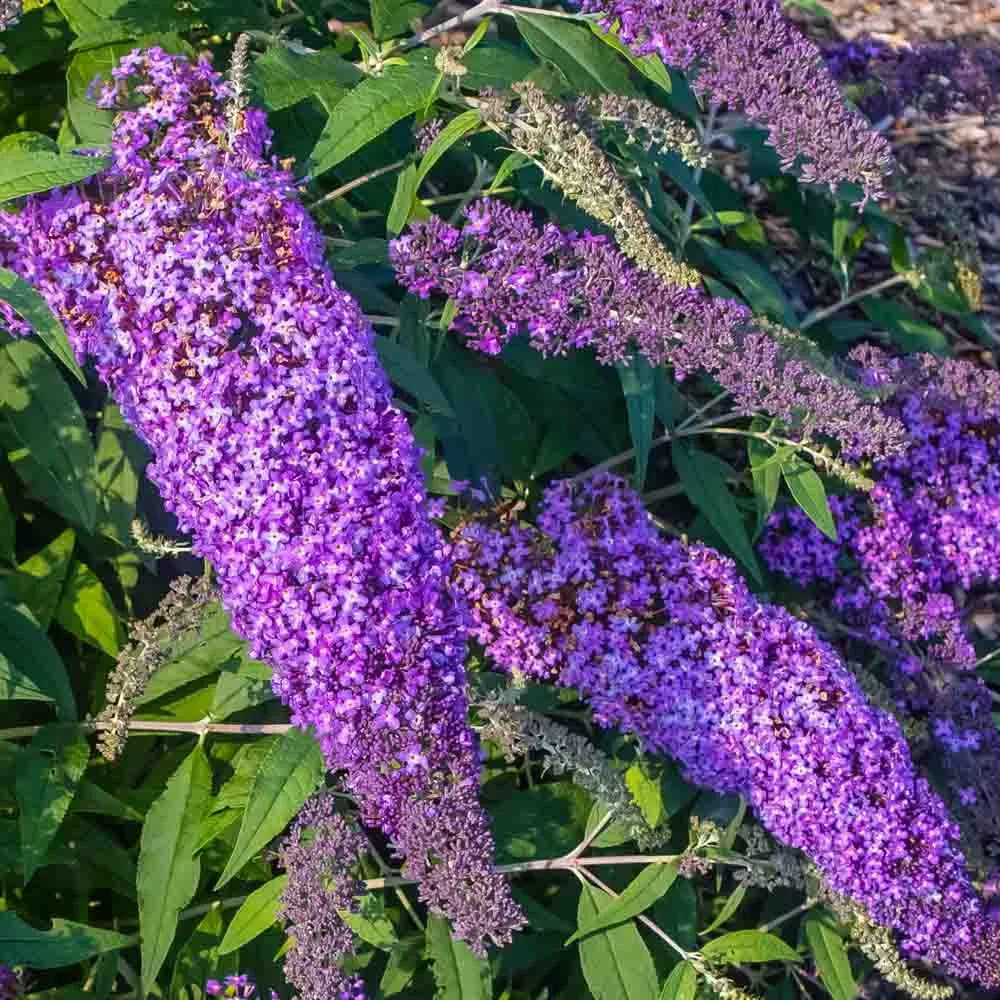 Violet Cascade