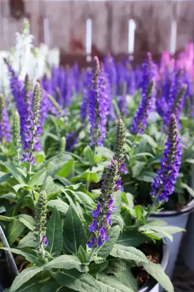 Violet Profusion