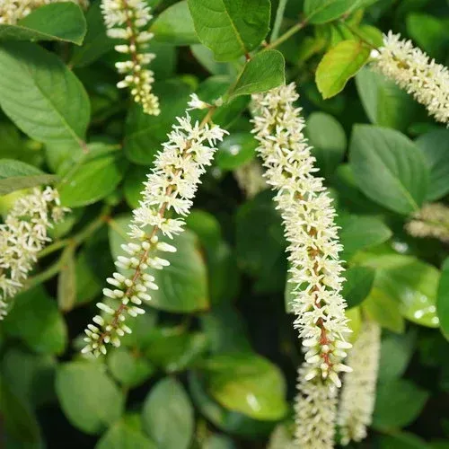 Virginia Sweetspire