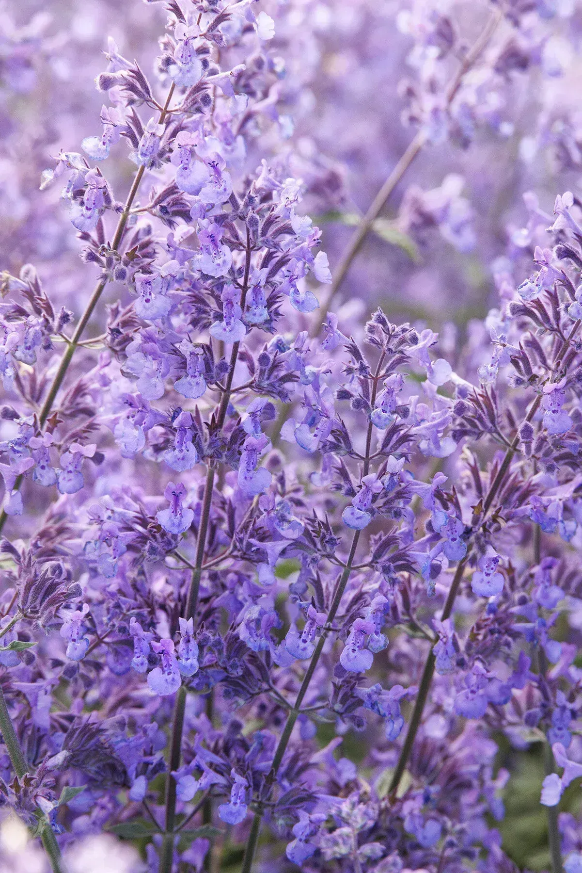 Walker's Low Catmint