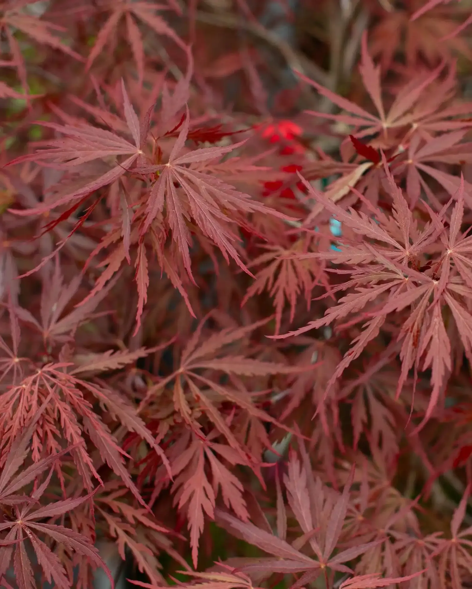 Weeping Laceleaf Japanese Maple