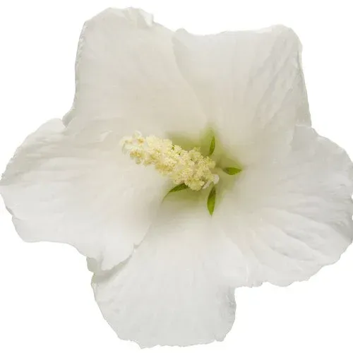 White Pillar Rose of Sharon