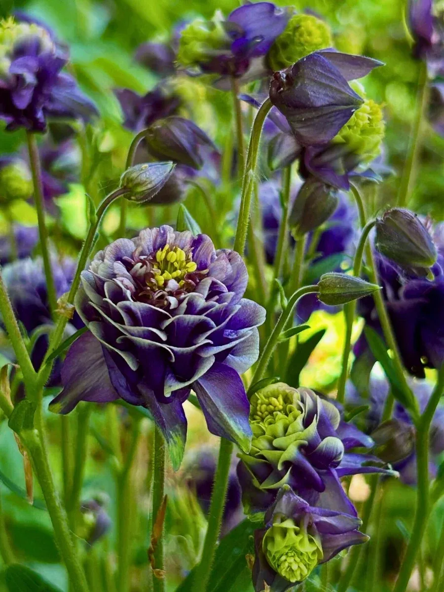 Winky Purple & White