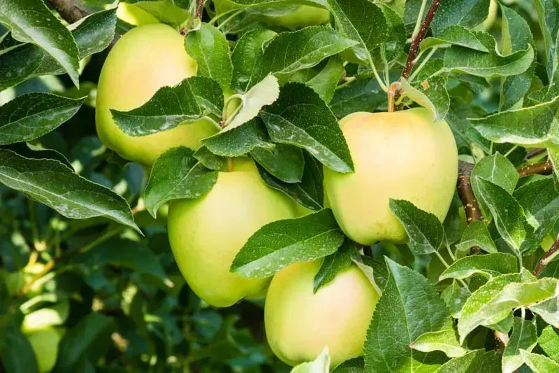 Yellow Delicious Apple