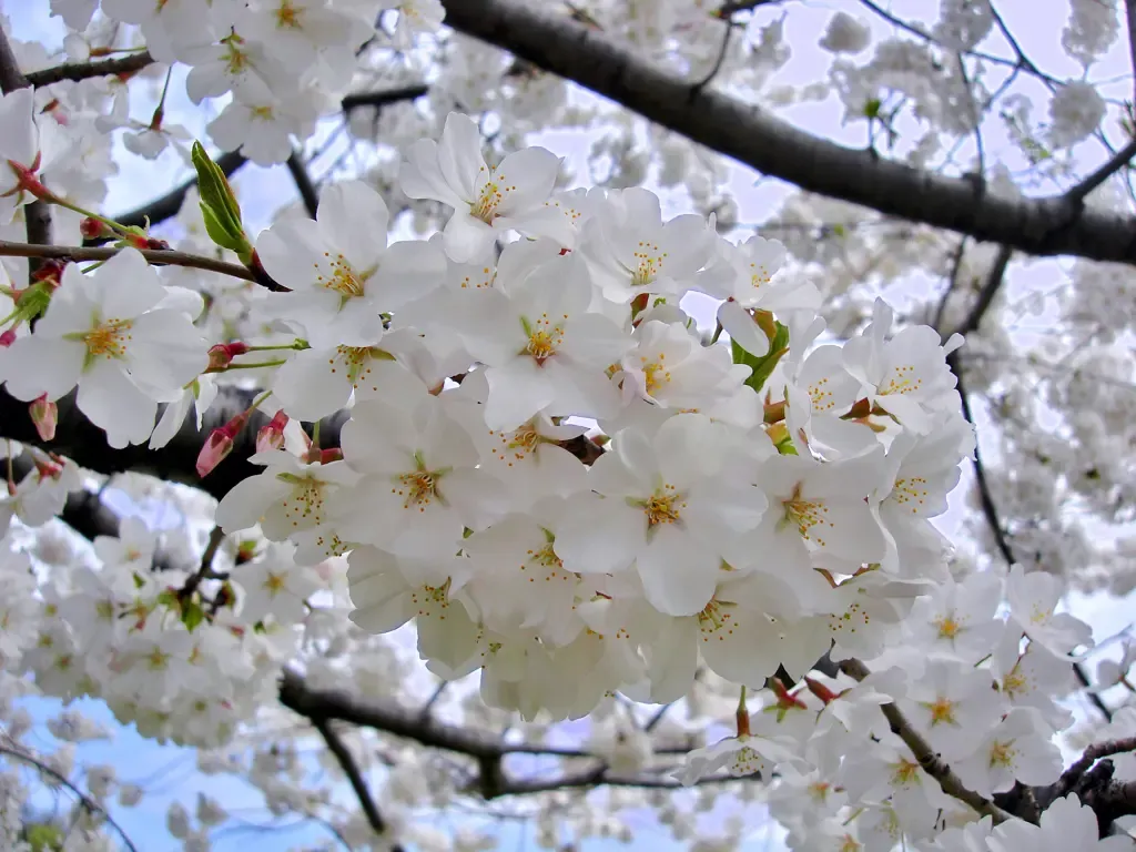 Yoshino Cherry
