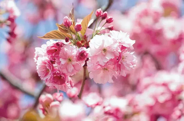 Yoshino Pink Cherry