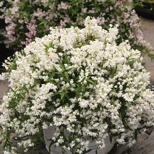 Yuki Snowflake
